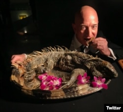 bezos iguana