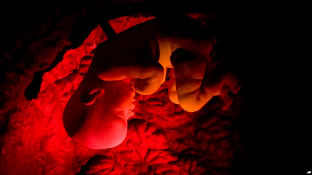 Αποτέλεσμα εικόνας για human embryo