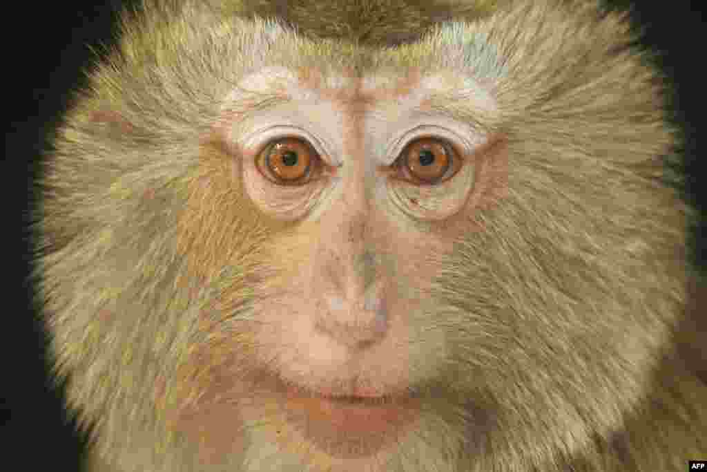 엘살바도르 살바도르 국립공원의 카푸친원숭이(꼬리감는원숭이).