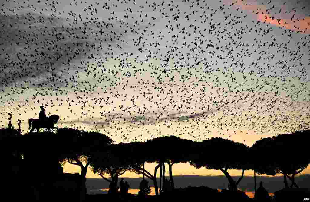 A murmuration of starlings flies over pine trees and the equestrian statue of King Vittorio Emanuele II as the night falls over Piazza Venezia in central Rome, Italy.