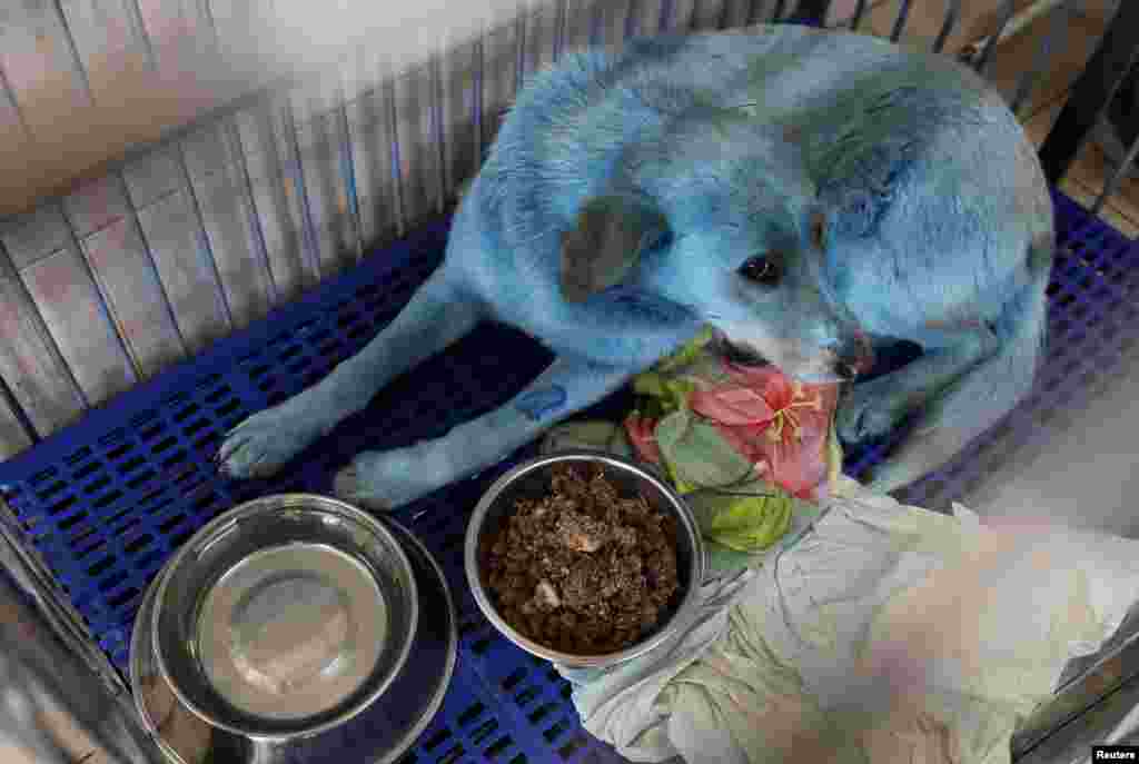 A dog with blue fur is pictured inside a cage at a veterinary hospital where it was taken for examination, in Nizhny Novgorod, Russia, Feb. 16, 2021.