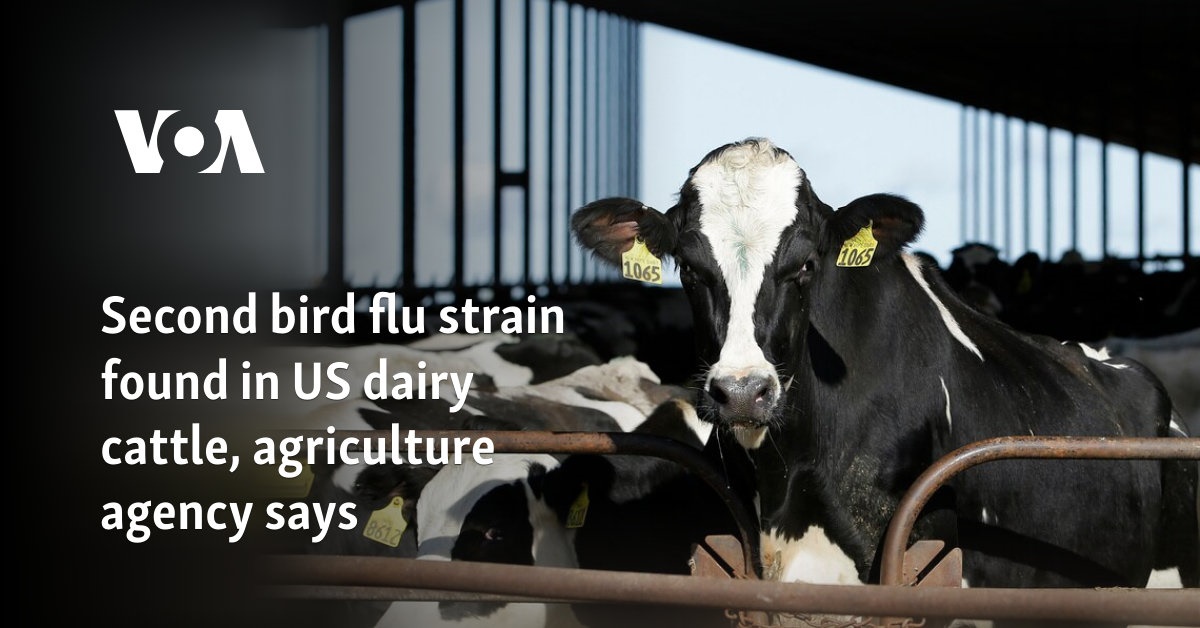 Second bird flu strain found in US dairy cattle, agriculture agency says