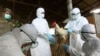 Authorities Pushed To Curb Bird Flu, as Fatalities Spike