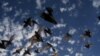 Weather Radar Tracks Bats, Birds, Bugs
