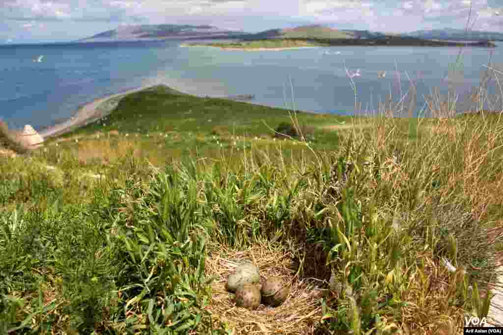 &#199;arpanak Island or Ktuts Island