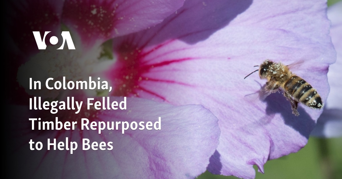 In Colombia, Illegally Felled Timber Repurposed to Help Bees