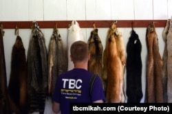 Mikah Meyer checks out a variety of animal pelts at the Grand Portage National Monument in Minnesota, including raccoon, badger, arctic fox and red fox.