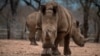 Malaysian Rhino Horn Seizure Worth Over $3 Million 
