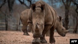 FILE - Protected rhinos roam and feed in an enclosed precinct at the Kahya Ndlovu Lodge in Hoedspruit, in the Limpopo province of South Africa, Sept. 25, 2016.