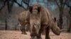 Baisse du nombre de rhinocéros tués en 2016 Afrique du Sud