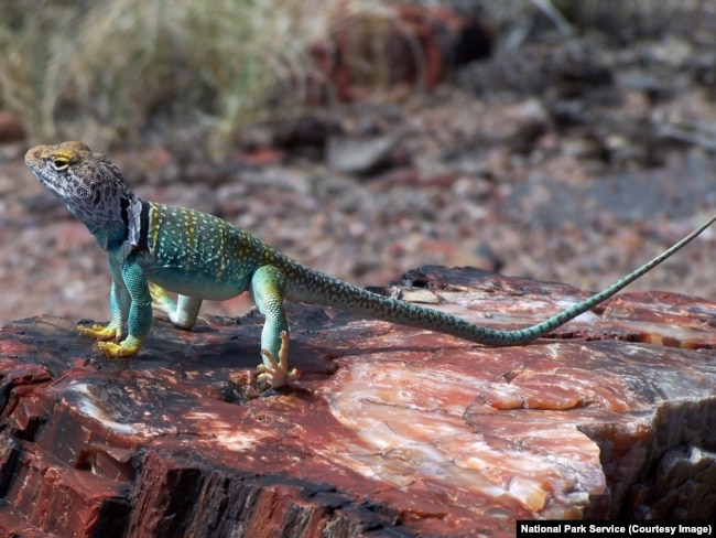 A collared lizard sits on a piece of petrified wood