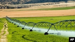The US Supreme Court will hear arguments involving a genetically modified variety of alfalfa designed to grow even when farmers spray it with a chemical that kills weeds.