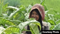 Seorang petani merawat tanaman tembakaunya di Temanggung, Jawa Tengah. (foto: dok APTI)