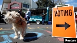 A dog, one of many, waits outside a polling station during the general election in Auckland, New Zealand, Sept. 23, 2017. 