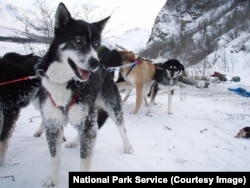 Sled dogs in Denali National Park