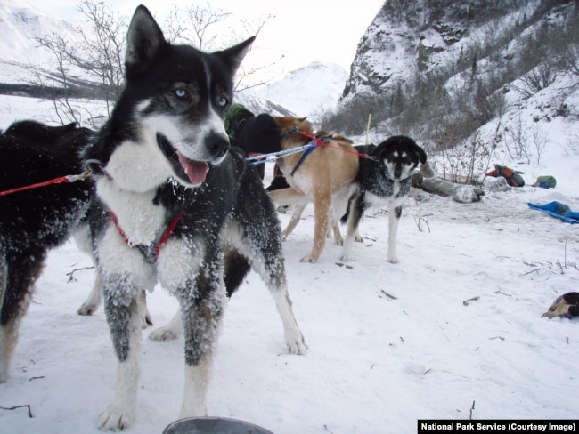 Sled dogs in Denali National Park