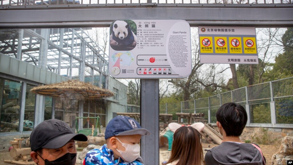 新冠病毒爆发以来，北京动物园首次对公众开放户外展区。戴口罩的游客参观了北京动物园的大熊猫。虽然北京大多数的旅游景点仍保持关闭，但动物园和长城部分地区在按预约接待游客。一些餐馆开始重新营业。（美联社照片）(photo:VOA)