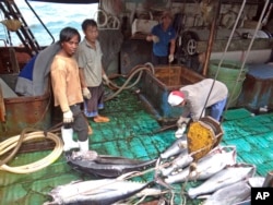 FILE - Fishermen at the Majuro port in the Marshall Islands unload yellowfin tuna on Feb. 1, 2018, for Luen Thai Fishing Venture, one of the companies that was supplying fish that entered the supply chain of Sea To Table.