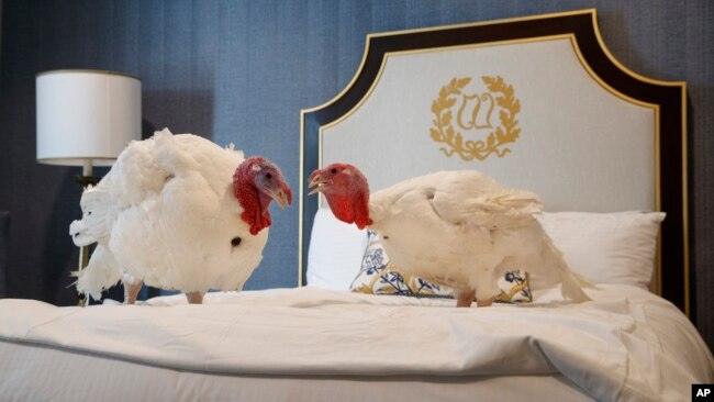 Los pavos "Pan" y "Mantequilla" se jugaron la suerte con el perdón presidencial para el Día de Acción de Gracias en la Casa Blanca, el martes, en Washington.