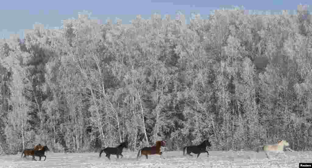 러시아 시베리아 도시 크라스노야르스크 외곽 말라야툼나 마을에서 기온이 섭씨 영하 24도를 기록한 가운데, 수레를 끄는 말들이 눈 덮인 숲을 배경으로 달리고 있다.