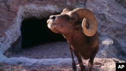 This 2013 photo from a U.S. Fish and Wildlife Service motion-activated camera shows a bighorn sheep at the Kofa National Wildlife Refuge in Arizona. Motion-detecting wildlife cameras are yielding serious science as well as amusing photos. (U.S. Fish and Wildlife Service via AP)