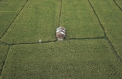 Pandangan udara menunjukkan sawah, 21 Oktober 2018. (Foto: Antara/Ahmad Subaidi via Reuters)