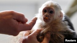 Mally, the pet monkey of Canadian singer Justin Bieber, is seen at a home for animals in Munich, Apr. 2, 2013.