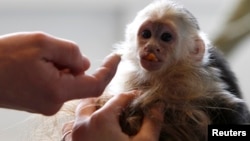 Mally, monyet peliharaan bintang pop Kanada Justin Bieber, di sebuah tempat penampungan binatang di Munich (2/4). (Reuters/Michaela Rehle)
