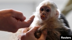 Mally, the pet monkey of Canadian singer Justin Bieber, is seen at a home for animals in Munich, Apr. 2, 2013.