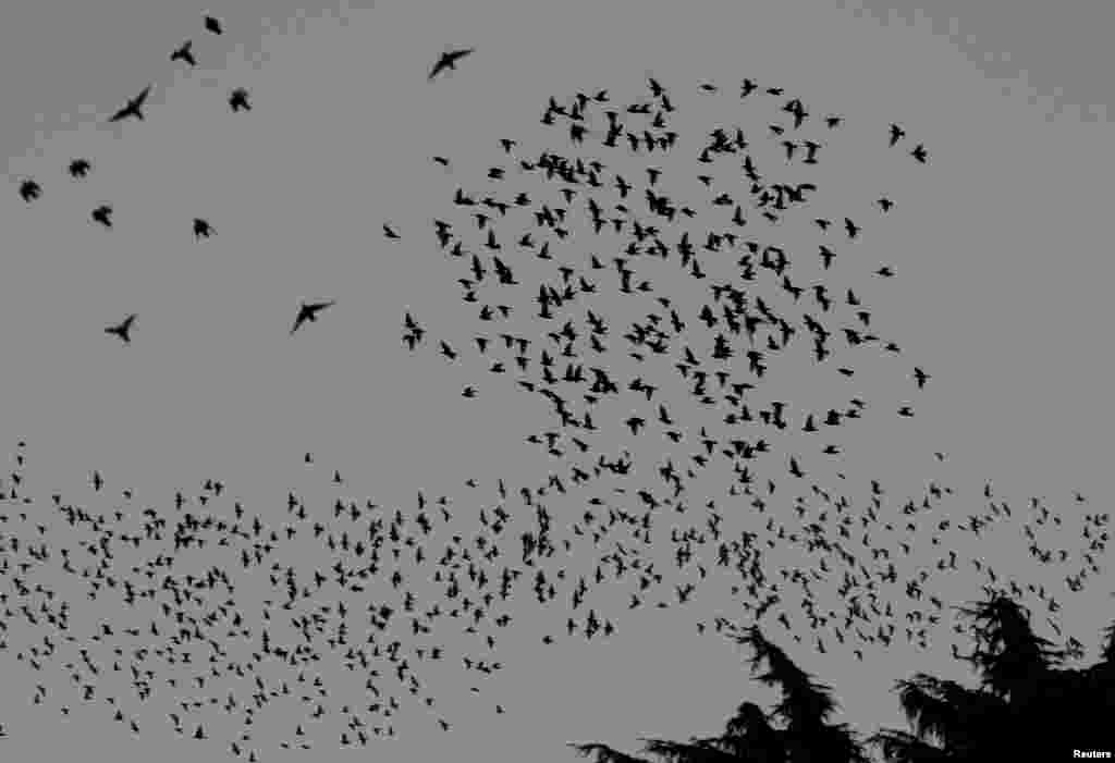 فضا میں اڑتے پرندوں کے جُھنڈ کی تصاویر
