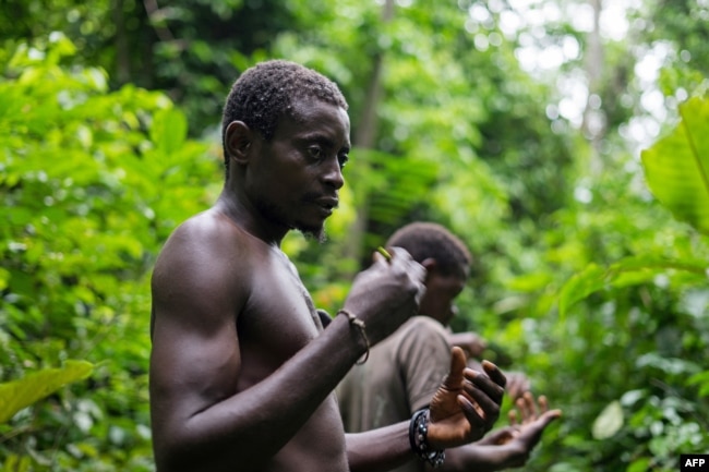 A Pygmy man from the Bagyeli tribe shows plants used for the traditional treatment of malaria, May 26, 2017 in the Kribi region of Cameroon.
