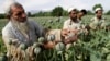 ООН: в Афганістані зареєстровано рекордний урожай наркотичного маку