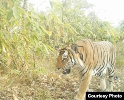 A tiger is seen at a wildlife sanctuary in Myanmar’s northern Karen state. In a bid to preserve the sanctuary and to promote alternative development, local activists have launched the Karen Wildlife Conservation Initiative. (Photo - Karen Wildlife Conservation Initiative)