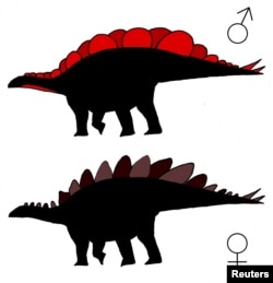 Illustrations of Stegosaurus with wide plates and tall plates are seen in a handout image from Evan Saitta, a student at Britain's University of Bristol.