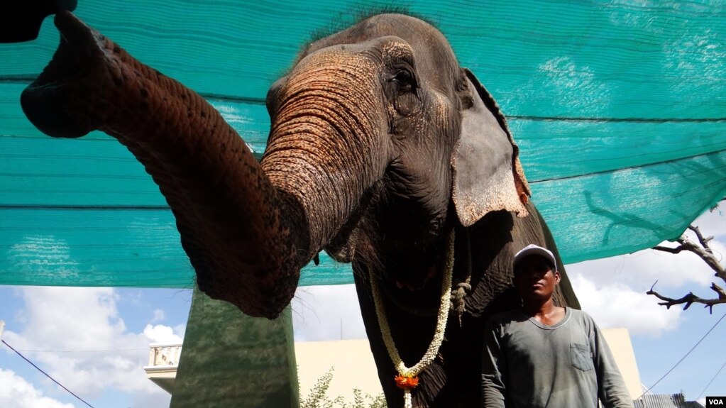 សំបូរ ដែល​ជា​ដំរី​អាយុ​៥៤​ឆ្នាំ​មួយ​ក្បាល នឹង​ត្រូវ​យក​ទៅ​ថែរក្សា​ទុក​ក្នុង​តំបន់​ព្រៃ​ការពារ​ក្នុង​ស្រុក​កែវសីមា ក្នុ​ងជ្រលង​ភ្នំ​មួយ​នៃ​ខេត្ត​មណ្ឌល​គីរី នៅ​ថ្ងៃ​ទី​២៩​ខែ​វិច្ឆិកា​នេះ។