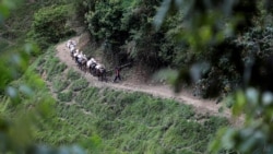 Loaded mules are seen walking in the mountains in Buritica, Colombia, on April 20, 2021. REUTERS/Luisa Gonzalez