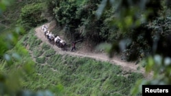 El 20 de abril de 2021, se pueden ver burros caminando en las montañas de Puritica, Colombia.  REUTERS / Luisa González