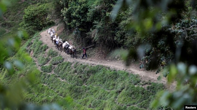 Se ven mulas cargadas caminando en las montañas en Buritica, Colombia, el 20 de abril de 2021. REUTERS / Luisa Gonzalez