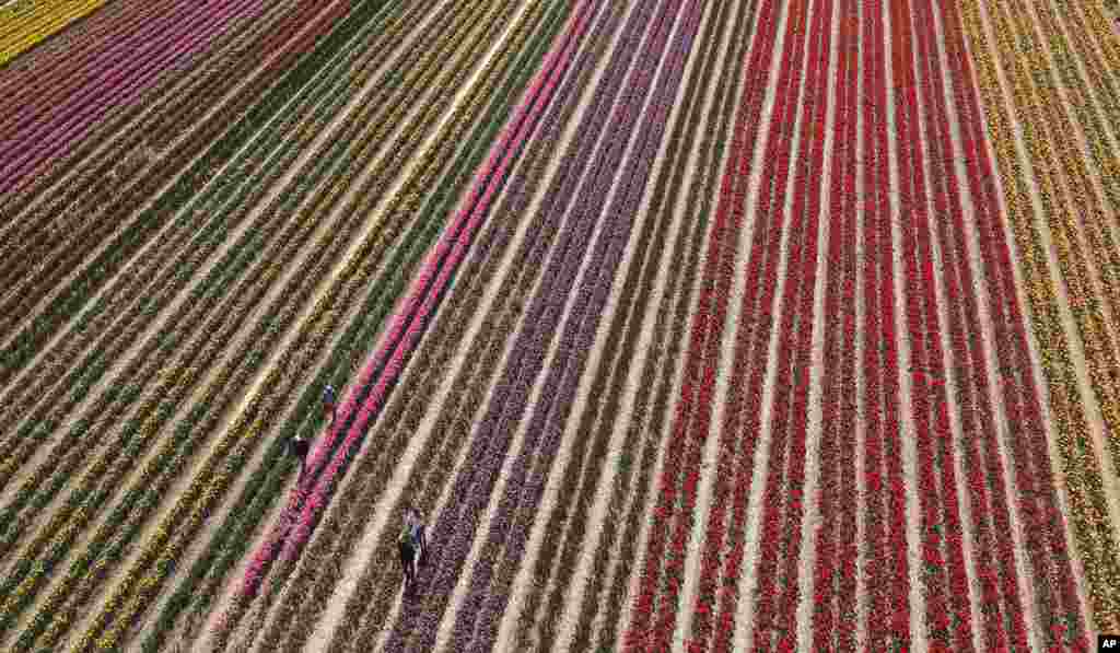 A tulip field shines in different colors on a sunny day in Grevenbroich, Germany.