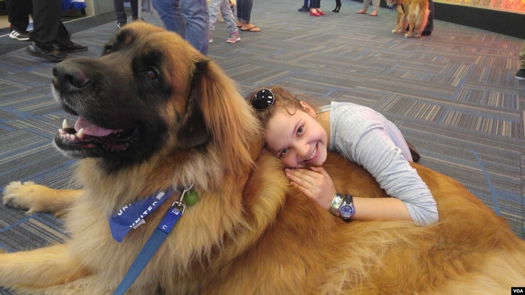 Anjing terapi disambut positif oleh para pelancong di bandara Dulles, di pinggiran Washington DC.