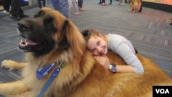 A youngster named Lexi, getting ready at Dulles International Airport for a trip with her mother to Switzerland, takes time to make friends with Aslan, a Leonberger who works as a therapy dog with People Animals Love. (D. Block/VOA)