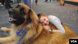 Anjing terapi disambut positif oleh para pelancong di bandara Dulles, di pinggiran Washington DC.