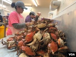 H2B visa holders pick crab meat at GW Hall & Son Seafood in Maryland. The state has 20 licensed crab businesses, employing 500 foreign workers. (A. Barros/VOA)
