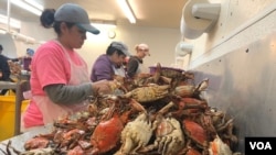 H2B visa holders pick crab meat at GW Hall & Son Seafood in Maryland. The state has 20 licensed crab businesses, employing 500 foreign workers. (A. Barros/VOA)