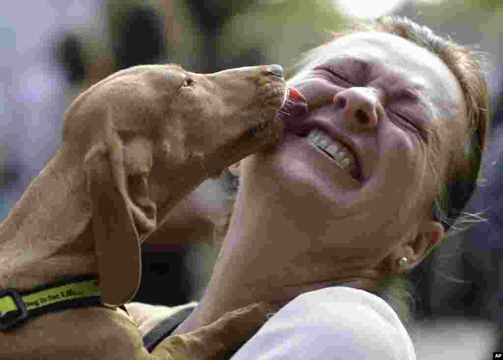 British Member of Parliament Liz Saville-Roberts﻿﻿ gets a lick from Dogs Trust rescue dog Fiona, at the Westminster Dog of the Year competition, in London.