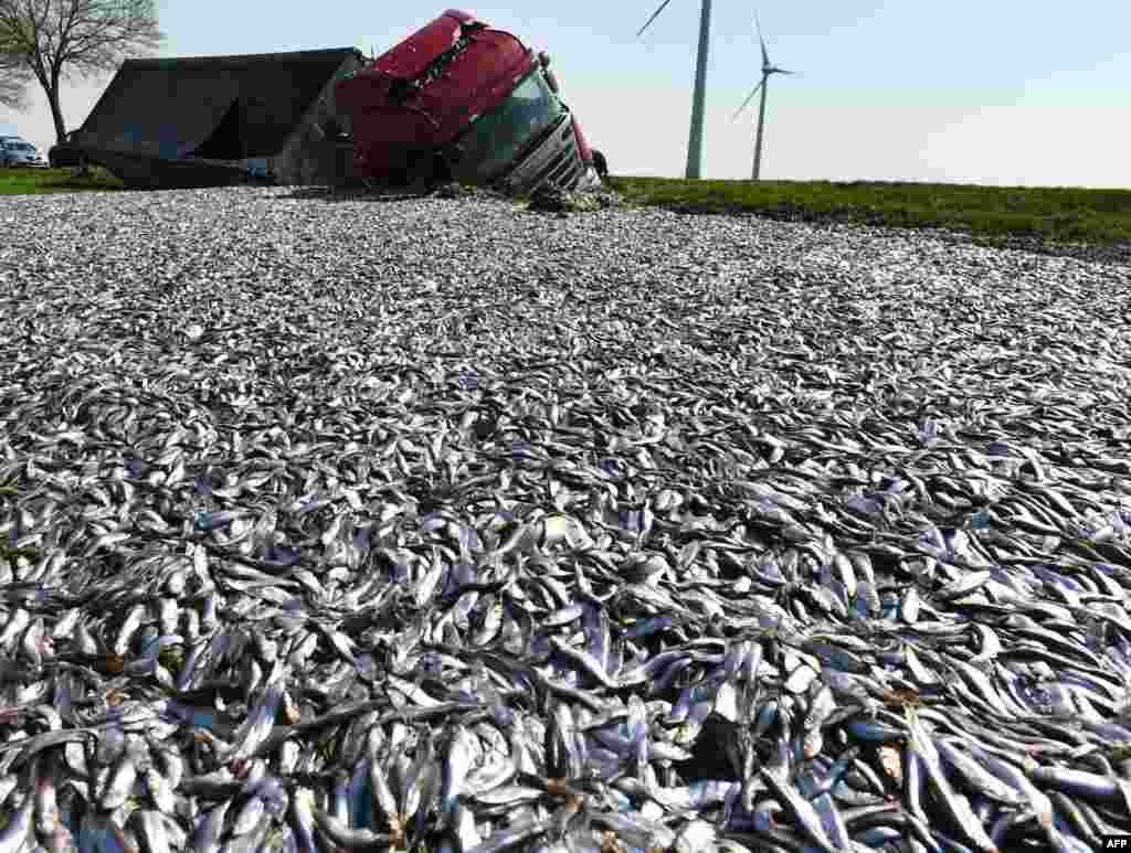 A truck transporting 20 tons of fish lost its load after crashing on a road near Liepen, eastern Germany.