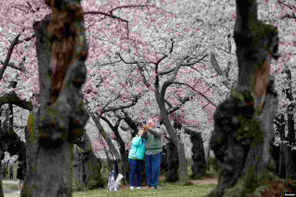 نمایی از شکوفه های گیلاس در پایتخت آمریکا 