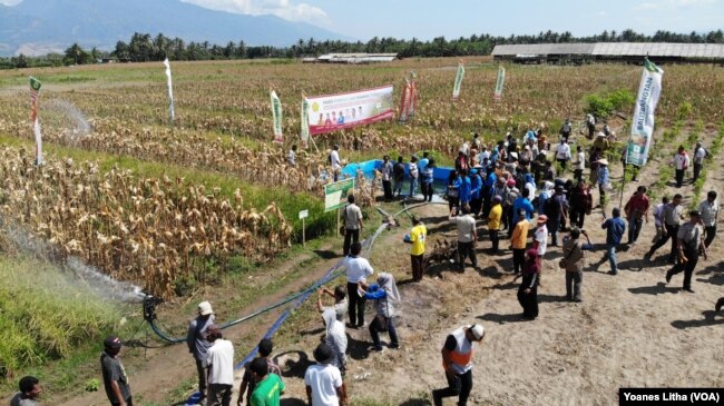 Hamparan areal tanaman jagung dan padi gogo siap panen yang dikembangkan oleh Balai Pengkajian Teknologi Pertanian Balitbangtan dengan teknologi tumpang sari tanaman diatas lahan kering bekas sawah di desa Karawana, Kabupaten Sigi, Sulawesi Tengah (15/8), sebagai ilustrai. (Foto: VOA/Yoanes Litha)