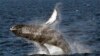 Whales Spring to Life on Ocean Floor