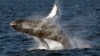 На Аляске стало гибнуть в три раза больше китов
